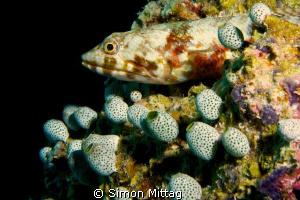 Variegated Lizardfish by Simon Mittag 